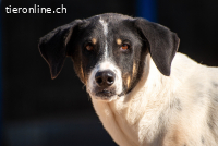 Haribo (3 Jahre)- sucht ein ruhiges Plätzchen