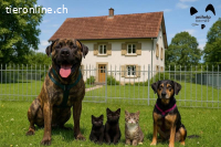 Haus im Grünen gesucht.