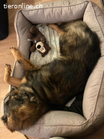 Hector – hübscher, junger Kerl sucht erfahrene Menschen