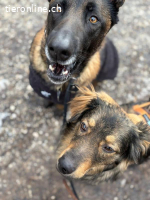 Hector – hübscher, junger Kerl sucht erfahrene Menschen