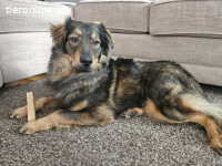 Hector – hübscher, junger Kerl sucht erfahrene Menschen