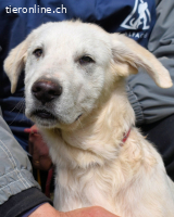 Hectorin - So kleine Herzen...