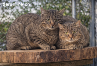 Helga & Hani - haben Interessenten