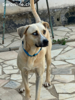 Henrique - der Aussergewöhnliche, zum Liebhaben