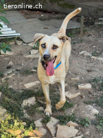 Henrique - der Aussergewöhnliche, zum Liebhaben