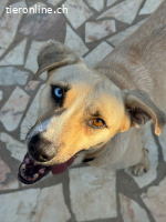 Henrique - der Aussergewöhnliche, zum Liebhaben