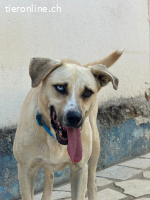 Henrique - der Aussergewöhnliche, zum Liebhaben