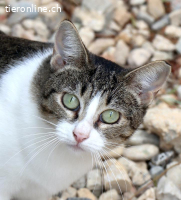 ♡Hera - Sucht Zuhause mit Herz & Verstand (FELV+)♡