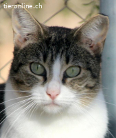 ♡Hera - Sucht Zuhause mit Herz & Verstand (FELV+)♡