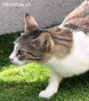 ♡Hera - Sucht Zuhause mit Herz & Verstand (FELV+)♡