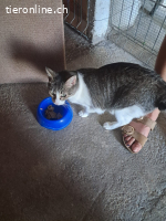 ♡Hera - Sucht Zuhause mit Herz & Verstand (FELV+)♡