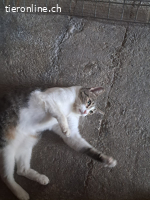 ♡Hera - Sucht Zuhause mit Herz & Verstand (FELV+)♡