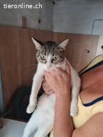 ♡Hera - Sucht Zuhause mit Herz & Verstand (FELV+)♡