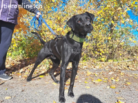 HERCEG, menschenbezogener Mischlingsrüde, ca. 3 Jahre, 56cm,
