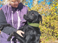 HERCEG, menschenbezogener Mischlingsrüde, ca. 3 Jahre, 56cm,