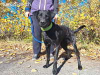 HERCEG, menschenbezogener Mischlingsrüde, ca. 3 Jahre, 56cm,