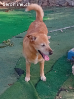 HERMES SUCHT EINEN DEFINITIVEN PLATZ IM HERZEN EINER FAMILIE