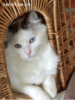 Herzensbrecher und Einzelprinz Dalí sucht seinen Traumplatz