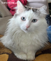 Herzensbrecher und Einzelprinz Dalí sucht seinen Traumplatz