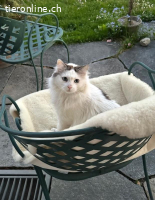 Herzensbrecher und Einzelprinz Dalí sucht seinen Traumplatz