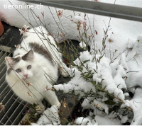 Herzensbrecher und Einzelprinz Dalí sucht seinen Traumplatz