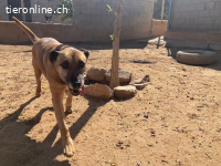 Hira - ein Hund, der das Herz berührt