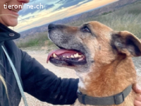 Hira - ein Hund, der das Herz berührt