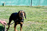 Holly - und irgendwann war er einfach nicht mehr gebraucht..