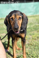 Holly - und irgendwann war er einfach nicht mehr gebraucht..