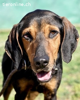 Holly - und irgendwann war er einfach nicht mehr gebraucht..