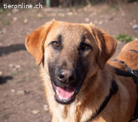 Huckelberry hat ein sonniges Gemüt