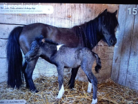 Hübsche, sehr liebe American-Miniature-Horse Pony-Stute (6J)
