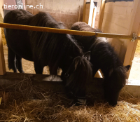 Hübsche, sehr liebe American-Miniature-Horse Pony-Stute (6J)