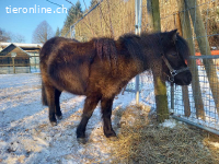 Hübsche, sehr liebe American-Miniature-Horse Pony-Stute (6J)