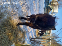 Hübsche, sehr liebe American-Miniature-Horse Pony-Stute (6J)