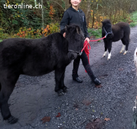 Hübsche, sehr liebe American-Miniature-Horse Pony-Stute (6J)
