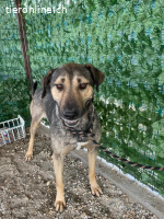 Hugo -Ein Herz voller Freundlichkeit wartet auf seine Chance