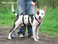 HUGO, schlauer Mischlingsrüde, ca. 2 Jahre, 53cm, 25kg