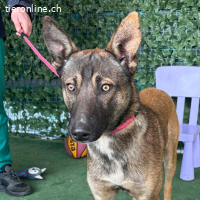 Hunter – wurde auf der Straße gefunden