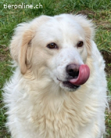 Idylle - Sanfte Hündin sucht Lieblingsmenschen