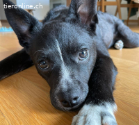 Imani, allerliebstes, verspieltes Hundemädchen