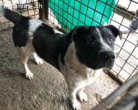 Imposanter Hudson sucht warmes XXL Körbchen