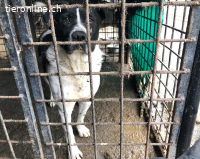 Imposanter Hudson sucht warmes XXL Körbchen