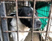 Imposanter Hudson sucht warmes XXL Körbchen