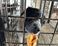 Imposanter Hudson sucht warmes XXL Körbchen