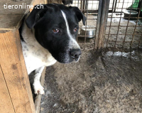 Imposanter Hudson sucht warmes XXL Körbchen