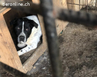 Imposanter Hudson sucht warmes XXL Körbchen