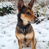 India - sportliche, intelligente und sehr besondere Hündin