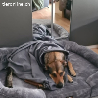 India - sportliche, intelligente und sehr besondere Hündin