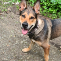 India - sportliche, intelligente und sehr besondere Hündin